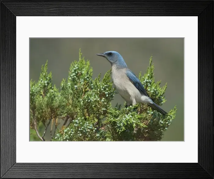 Framed Print : USA, North America, Arizona