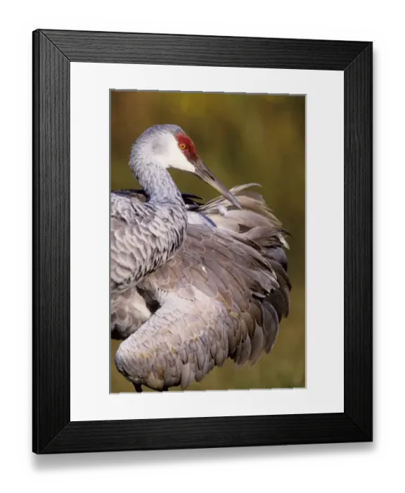Framed Print : USA, Florida. Sandhill crane preening feathers