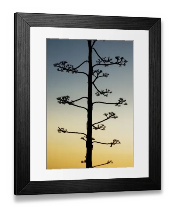 Framed Print : Century plant, northern California