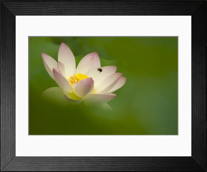 Framed Print : USA, North America, District of Columbia