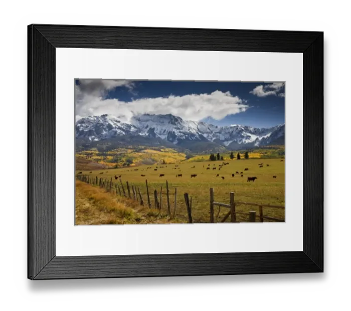 Framed Print : USA, Colorado, Uncompahgre National Forest, Hastings Mesa. Cattle graze in a valley