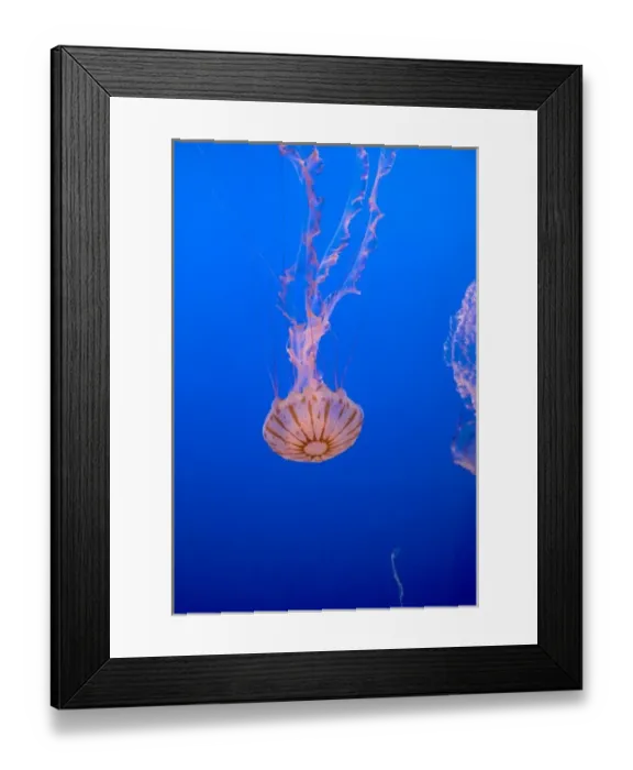 Framed Print : Jellyfish display at the Monterey Bay Aquarium in Monterey, California