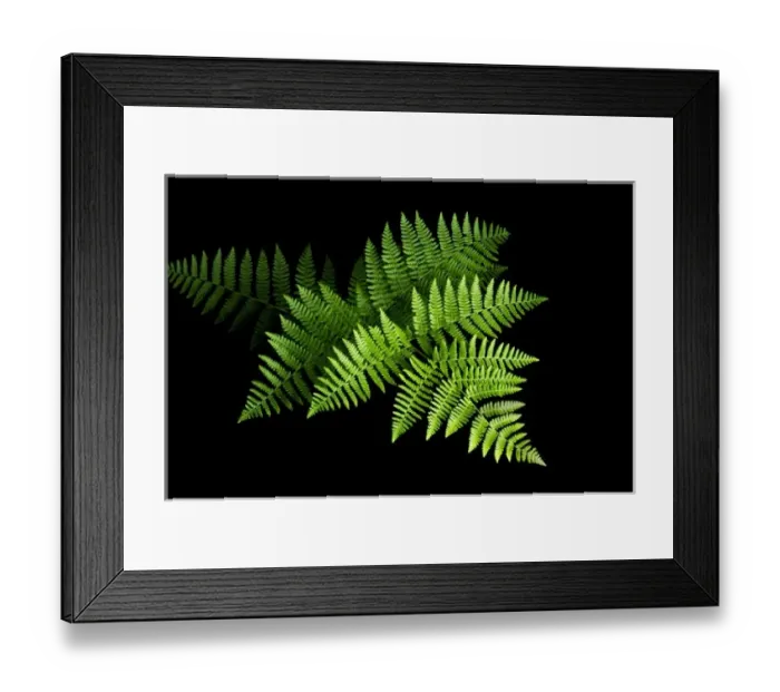 Framed Print : Fern, northern California Framed Print : Fern, northern California