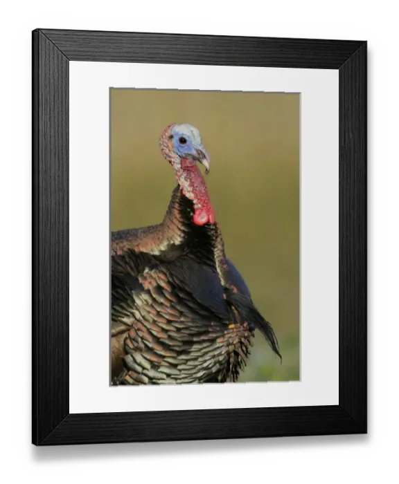 Framed Print : USA, North America, Florida Framed Print : USA, North America, Florida