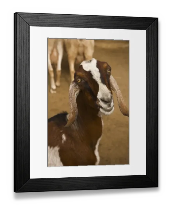 Framed Print : USA; Florida; Pensacola. Goat at zoo Framed Print : USA; Florida; Pensacola. Goat at zoo