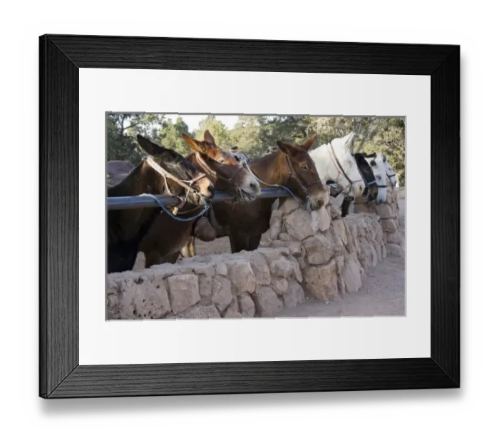 Framed Print : AZ, Arizona, Grand Canyon National Park, South Rim, mules waiting to descend Framed Print : AZ, Arizona, Grand Canyon National Park, South Rim, mules waiting to descend