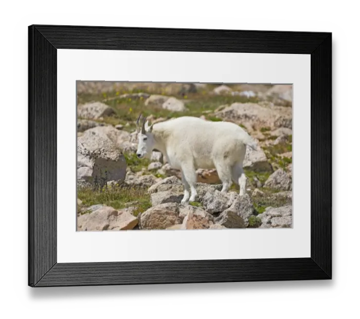Framed Print : USA, North America, Colorado
