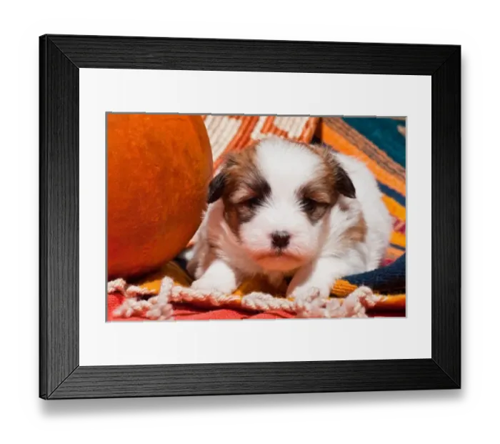 Framed Print : Coton de Tulear puppy lying on an Indian blanket next to a gourd and Indian basket Framed Print : Coton de Tulear puppy lying on an Indian blanket next to a gourd and Indian basket