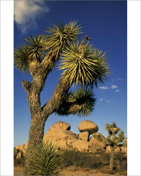 North America, United States, California, Joshua Tree. Rock formations with tree
