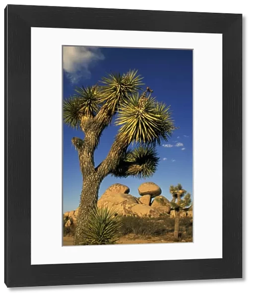 North America, United States, California, Joshua Tree. Rock formations with tree