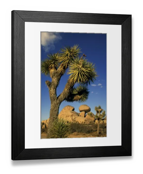 Framed Print : North America, United States, California, Joshua Tree. Rock formations with tree