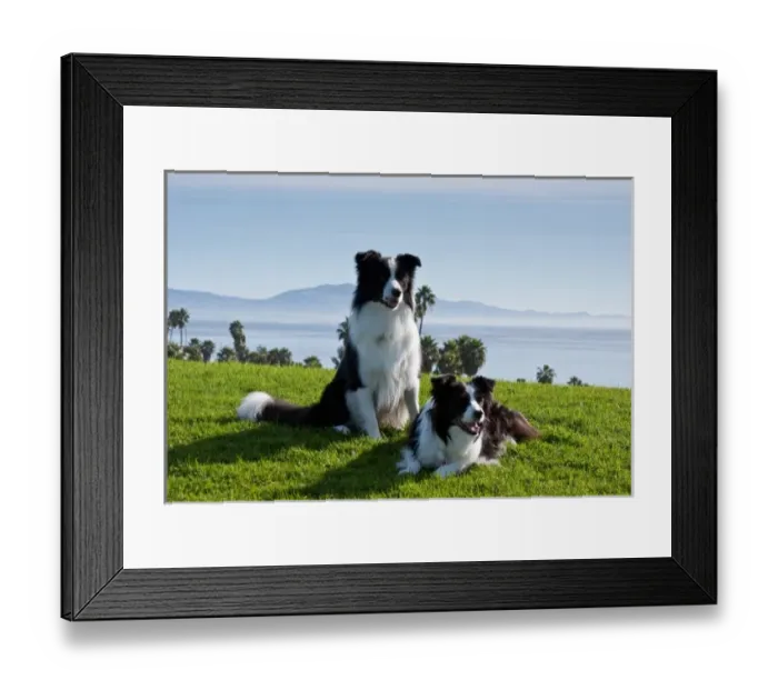 Framed Print : Two Border Collies on a hill of green grass overlooking the Pacific Ocean