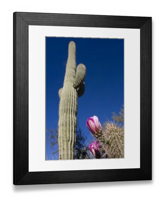 Framed Print : Strawberry hedgehog, Enchinocereus engelmannii, and Saguaro Cactus, Carnegiea gigantea Framed Print : Strawberry hedgehog, Enchinocereus engelmannii, and Saguaro Cactus, Carnegiea gigantea