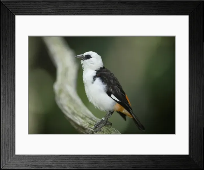 Framed Print : White-headed buffalo weavers (Dinemellia dinemelli) San Diego Zoo, California Framed Print : White-headed buffalo weavers (Dinemellia dinemelli) San Diego Zoo, California