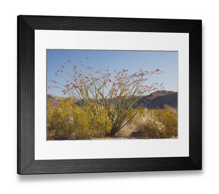 Framed Print : CA, Joshua Tree NP, Ocotillo Patch with flowering Ocotillo Framed Print : CA, Joshua Tree NP, Ocotillo Patch with flowering Ocotillo