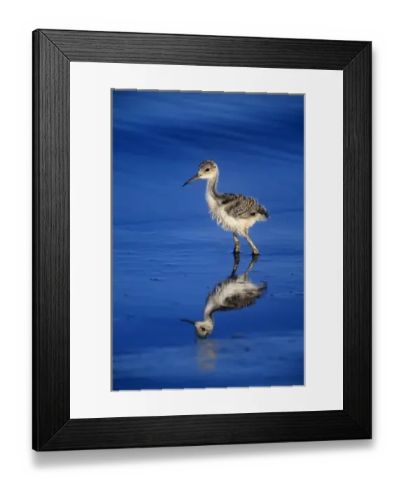 Framed Print : USA, California, Salton Sea National Wildlife Refuge. Black-necked stilt chick walking Framed Print : USA, California, Salton Sea National Wildlife Refuge. Black-necked stilt chick walking