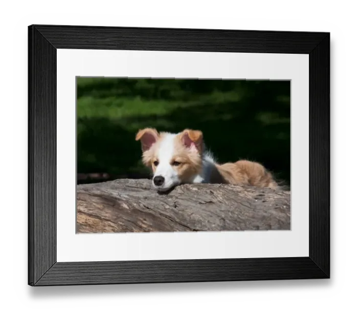 Framed Print : A Border Collie puppy looking over a log Framed Print : A Border Collie puppy looking over a log