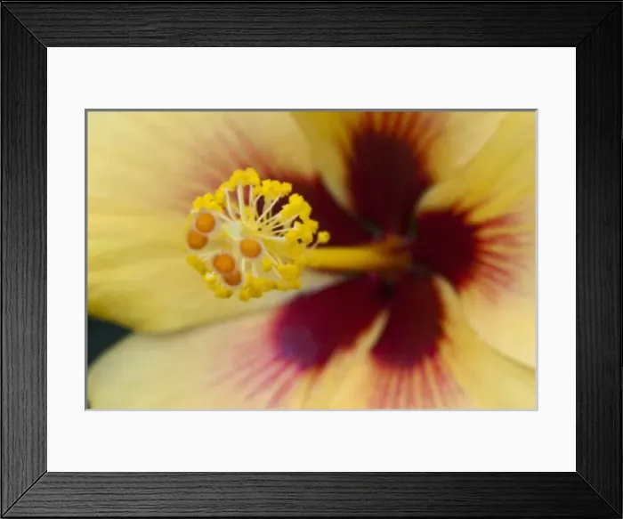 Framed Print : USA, North America, Florida Framed Print : USA, North America, Florida