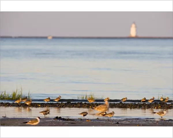 Plovers and gulls on the beach in Old Lyme, Connecticut. The nature Conservancy s