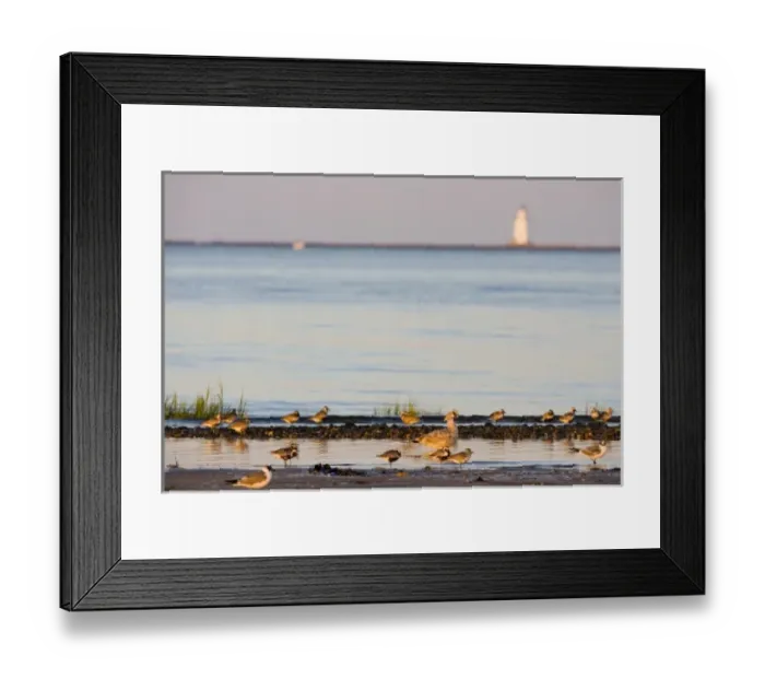 Framed Print : Plovers and gulls on the beach in Old Lyme, Connecticut. The nature Conservancy s Framed Print : Plovers and gulls on the beach in Old Lyme, Connecticut. The nature Conservancy s