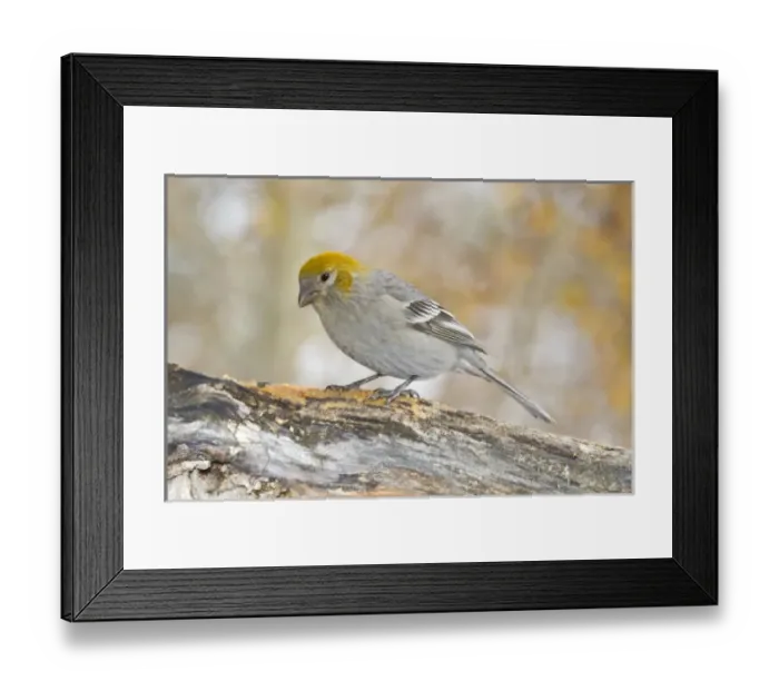 Framed Print : USA, North America, Colorado Framed Print : USA, North America, Colorado