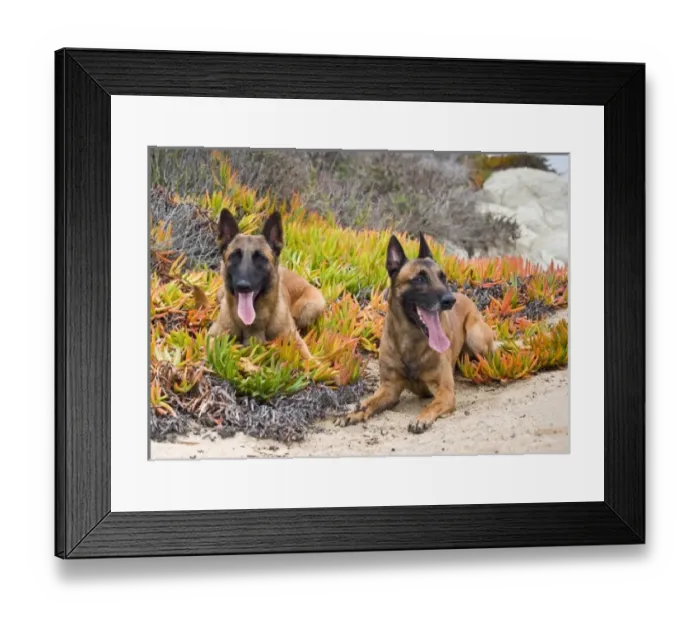 Framed Print : USA, North America, California