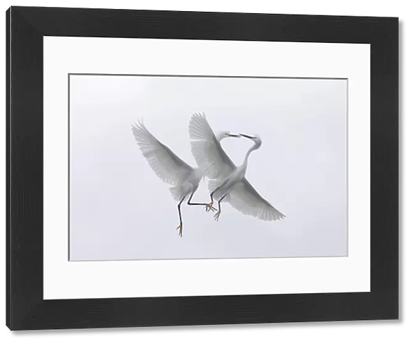 USA, Florida, Two snowy egrets with outstretched wings interacting in midair
