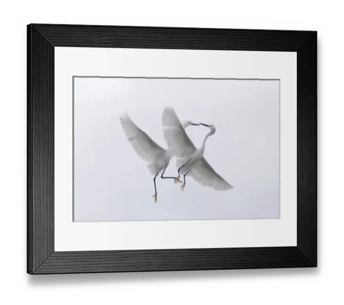 Framed Print : USA, Florida, Two snowy egrets with outstretched wings interacting in midair Framed Print : USA, Florida, Two snowy egrets with outstretched wings interacting in midair