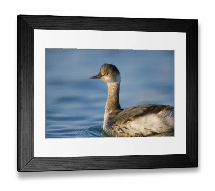 Framed Print : USA, California, Eared Grebe, basic plumage Framed Print : USA, California, Eared Grebe, basic plumage
