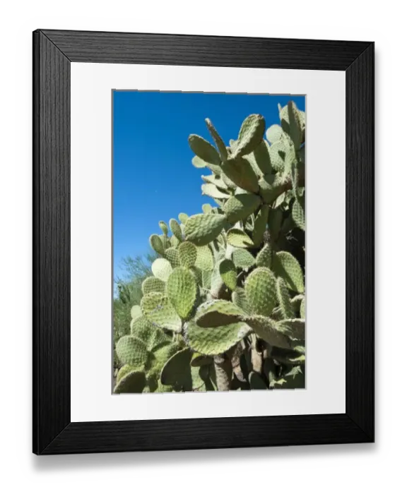 Framed Print : Phoenix, Arizona. Cactus at the Desert Botanical Garden