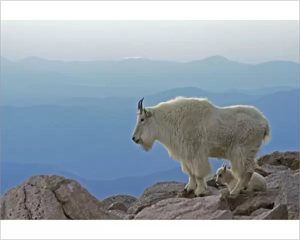 USA, Colorado, Mount Evans. Mountain goat mother and kid with Rocky Mountains in background