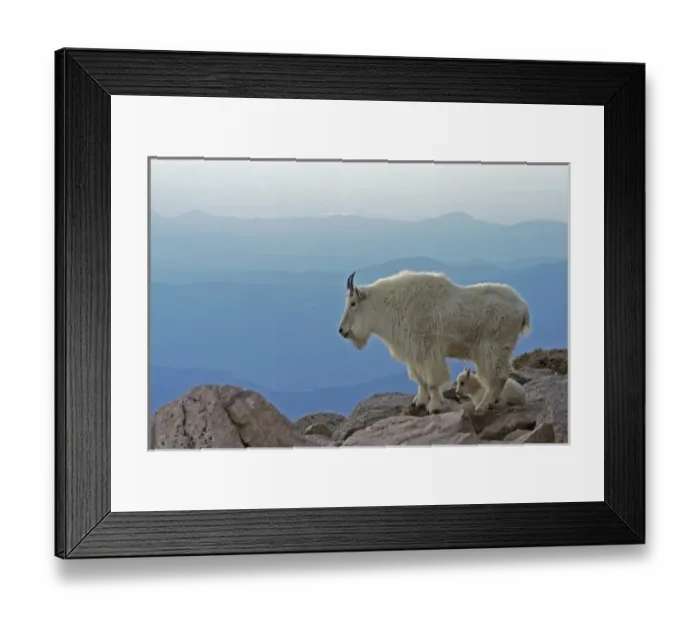 Framed Print : USA, Colorado, Mount Evans. Mountain goat mother and kid with Rocky Mountains in background Framed Print : USA, Colorado, Mount Evans. Mountain goat mother and kid with Rocky Mountains in background