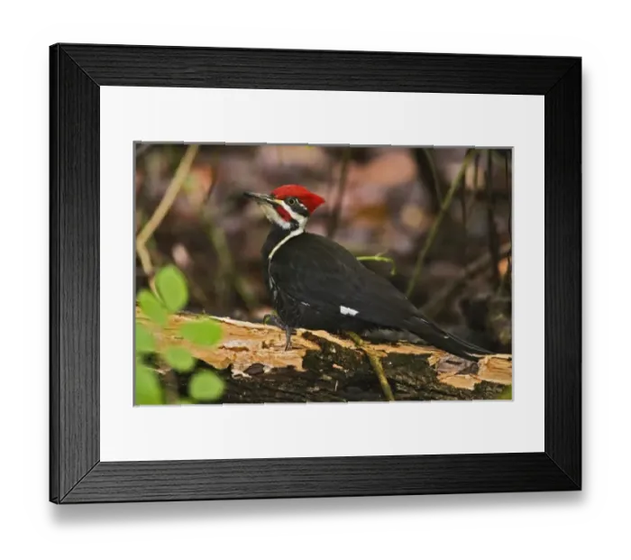 Framed Print : USA, North America, Florida Framed Print : USA, North America, Florida