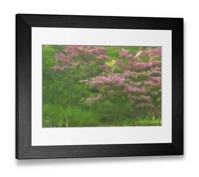 Framed Print : USA, Delaware, Wilmington. Flowering trees in Winterthur Gardens Framed Print : USA, Delaware, Wilmington. Flowering trees in Winterthur Gardens