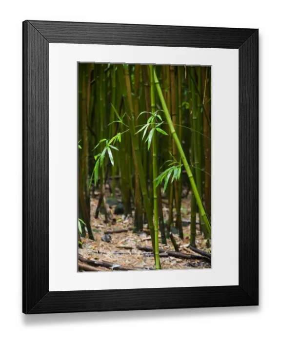 Framed Print : USA, North America, Florida Framed Print : USA, North America, Florida