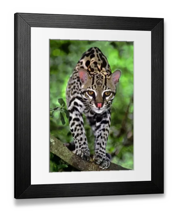 Framed Print : USA, Florida. Close-up of an ocelot cub on log at Big Cat Rescue. (captive)Credit as Framed Print : USA, Florida. Close-up of an ocelot cub on log at Big Cat Rescue. (captive)Credit as