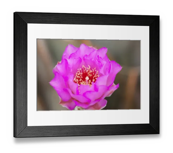 Framed Print : CA, Joshua Tree NP, flowering Beavertail cactus Framed Print : CA, Joshua Tree NP, flowering Beavertail cactus