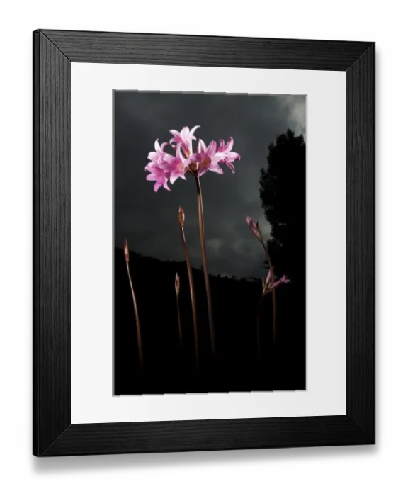 Framed Print : Naked ladies, Amaryllis belladonna, northern California Framed Print : Naked ladies, Amaryllis belladonna, northern California