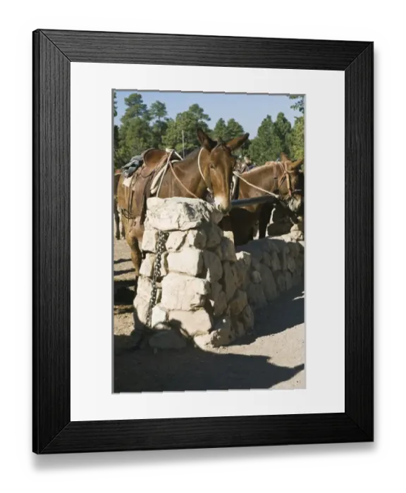 Framed Print : USA, AZ, Mule Corral at Bright Angel Lodge in Grand Canyon NP Framed Print : USA, AZ, Mule Corral at Bright Angel Lodge in Grand Canyon NP