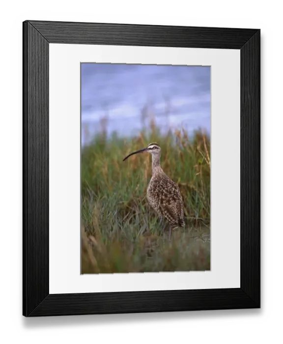 Framed Print : North America, USA, Florida, Fort De Soto Park. Portrait of a Whimbrel (Numenius Framed Print : North America, USA, Florida, Fort De Soto Park. Portrait of a Whimbrel (Numenius