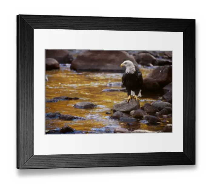 Framed Print : USA, Colorado, Bald Eagle (Haliaeetus leucocephalus) Framed Print : USA, Colorado, Bald Eagle (Haliaeetus leucocephalus)