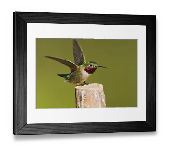 Framed Print : USA, North America, Colorado