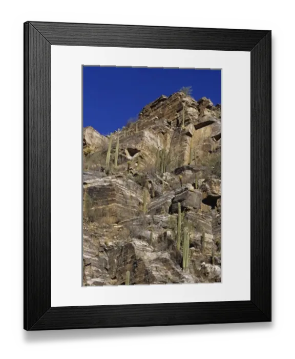 Framed Print : Giant saguaro cactus (Cereus giganteus), Saguaro National Park, Tucson, Arizona Framed Print : Giant saguaro cactus (Cereus giganteus), Saguaro National Park, Tucson, Arizona