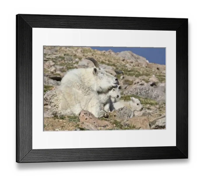 Framed Print : USA, North America, Colorado Framed Print : USA, North America, Colorado