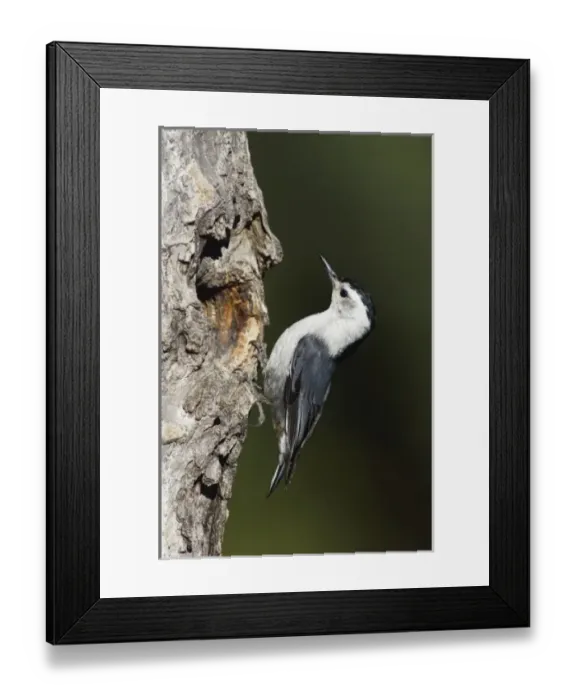 Framed Print : White-breasted Nuthatch, Sitta carolinensis, adult male at nesting cavity in aspen tree Framed Print : White-breasted Nuthatch, Sitta carolinensis, adult male at nesting cavity in aspen tree
