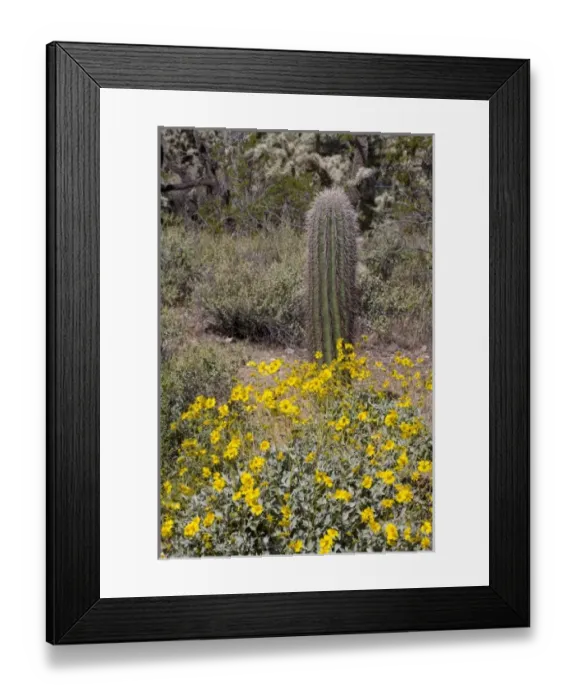 Framed Print : USA, North America, Arizona