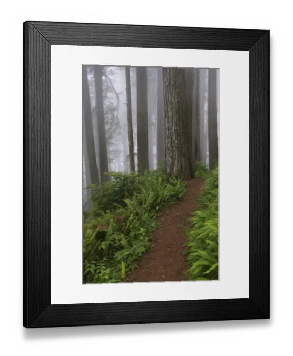 Framed Print : Path through the giant redwood trees shrouded in fog, Redwood National Park, California Framed Print : Path through the giant redwood trees shrouded in fog, Redwood National Park, California