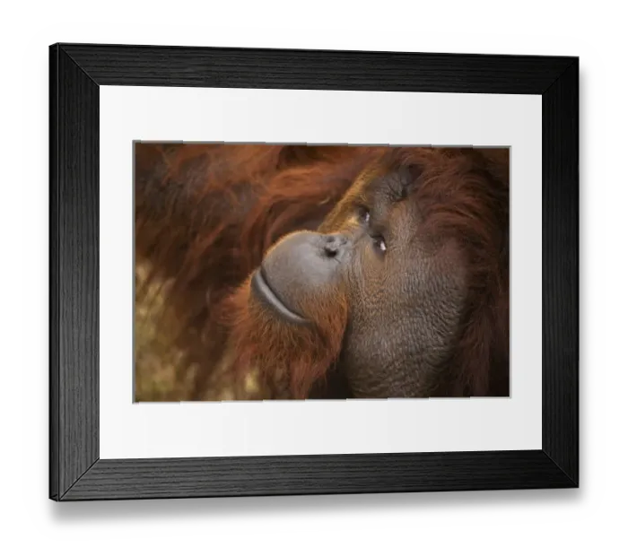 Framed Print : USA; Florida; Pensacola. Male orangutan at zoo