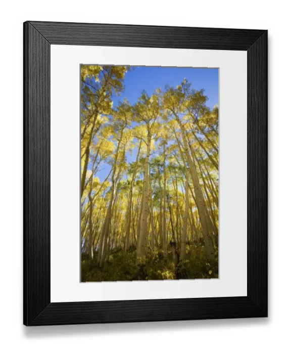 Framed Print : USA, North America, Colorado