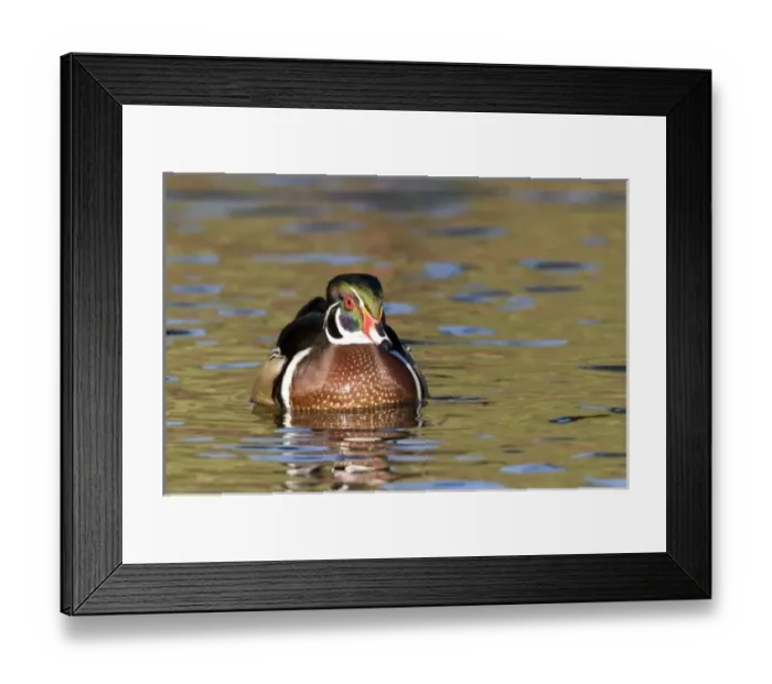 Framed Print : USA - California - San Diego County - Wood Duck
